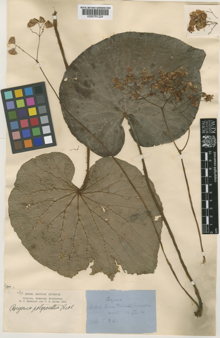 B. polyantha